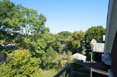 Leafy green views